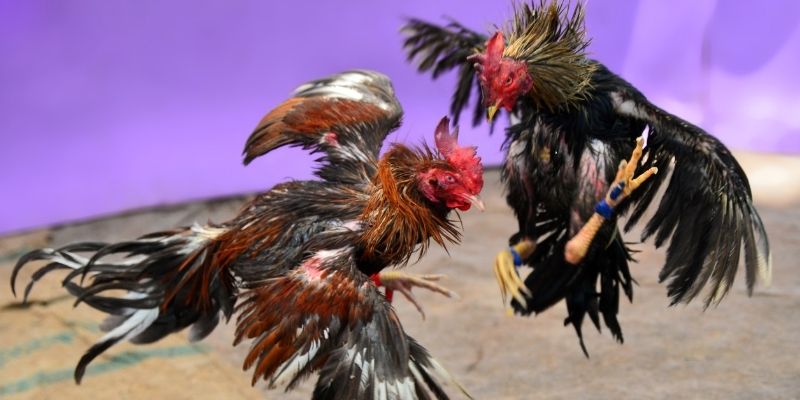 momo no hu nổ hũ tiếng anh là gì