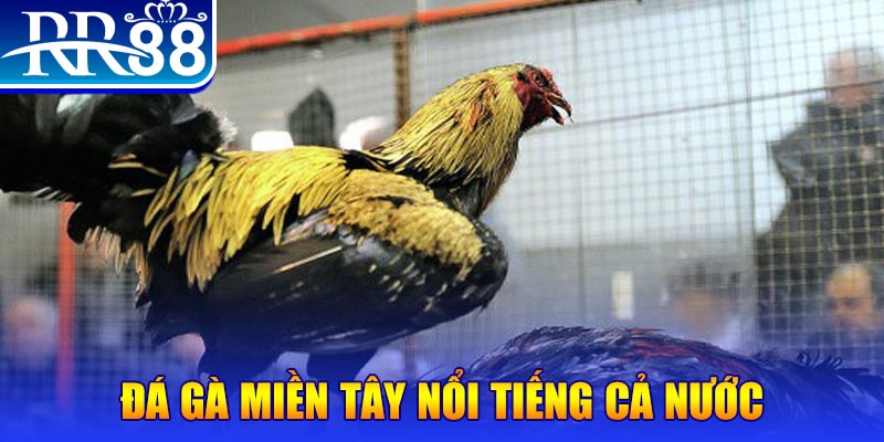 momo no hu đăng nhập liêng miễn phí