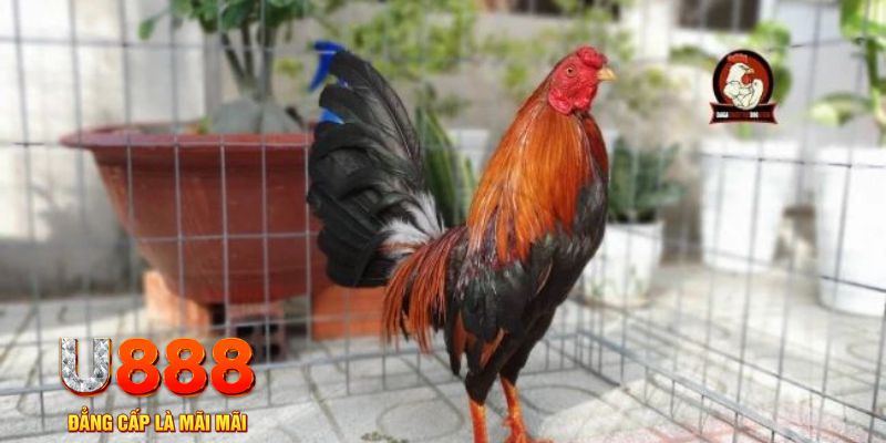 momo no hu tải nổ hũ trên máy tính