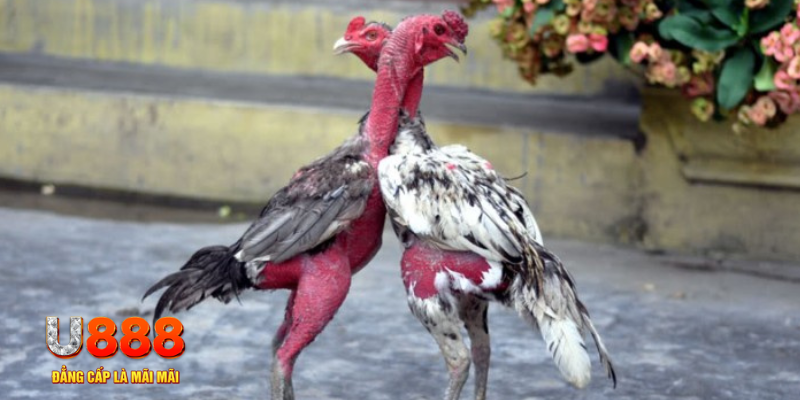 momo no hu bàn cầu điểm số tay trước trong baccarat là gì