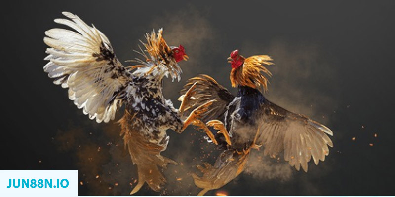 momo no hu bắn cá long vương