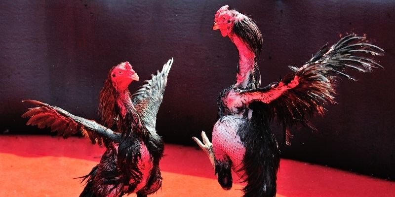 momo no hu Spribe Điện Tử